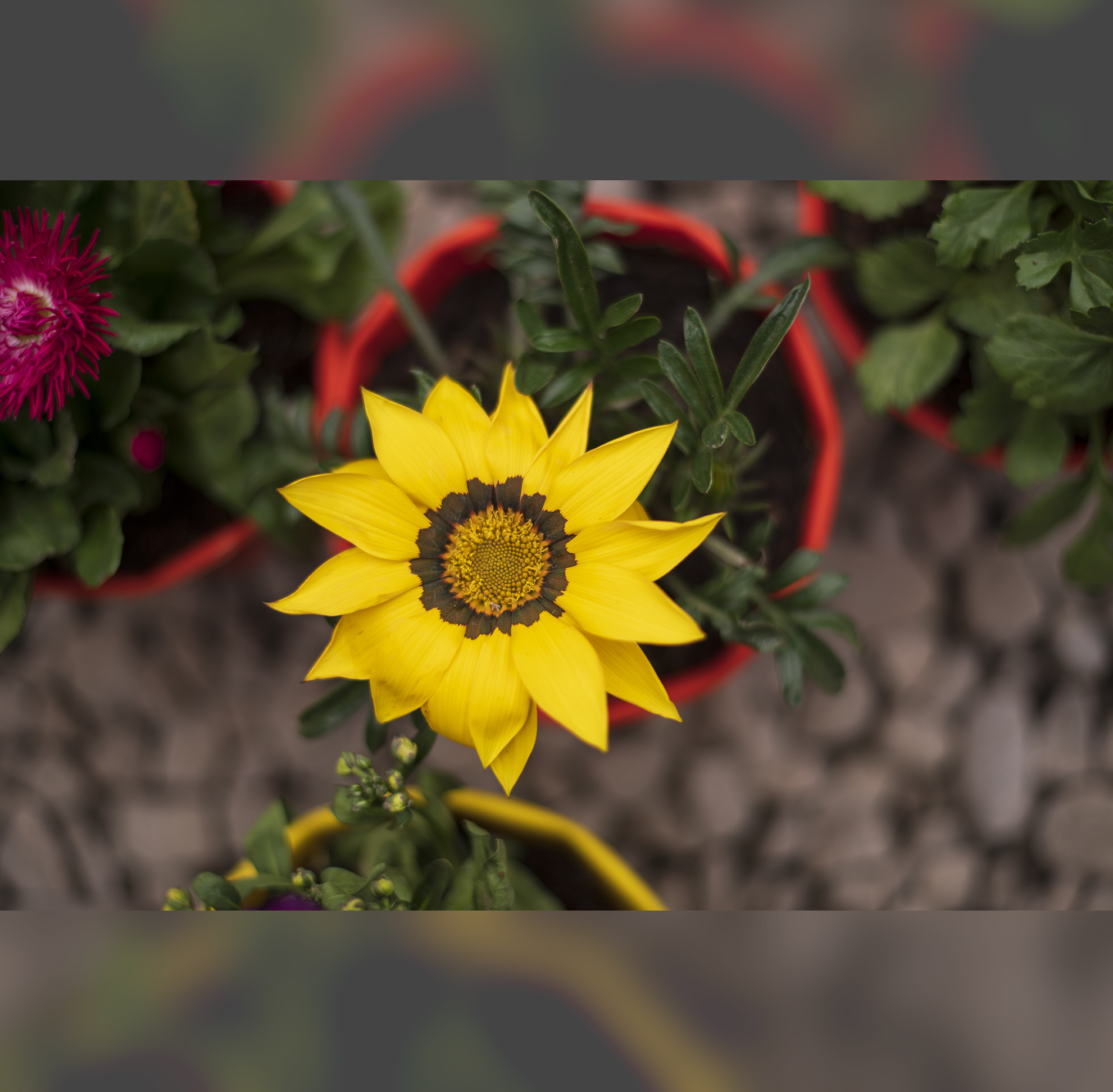 Gardening This Spring Tips on the ideal garden