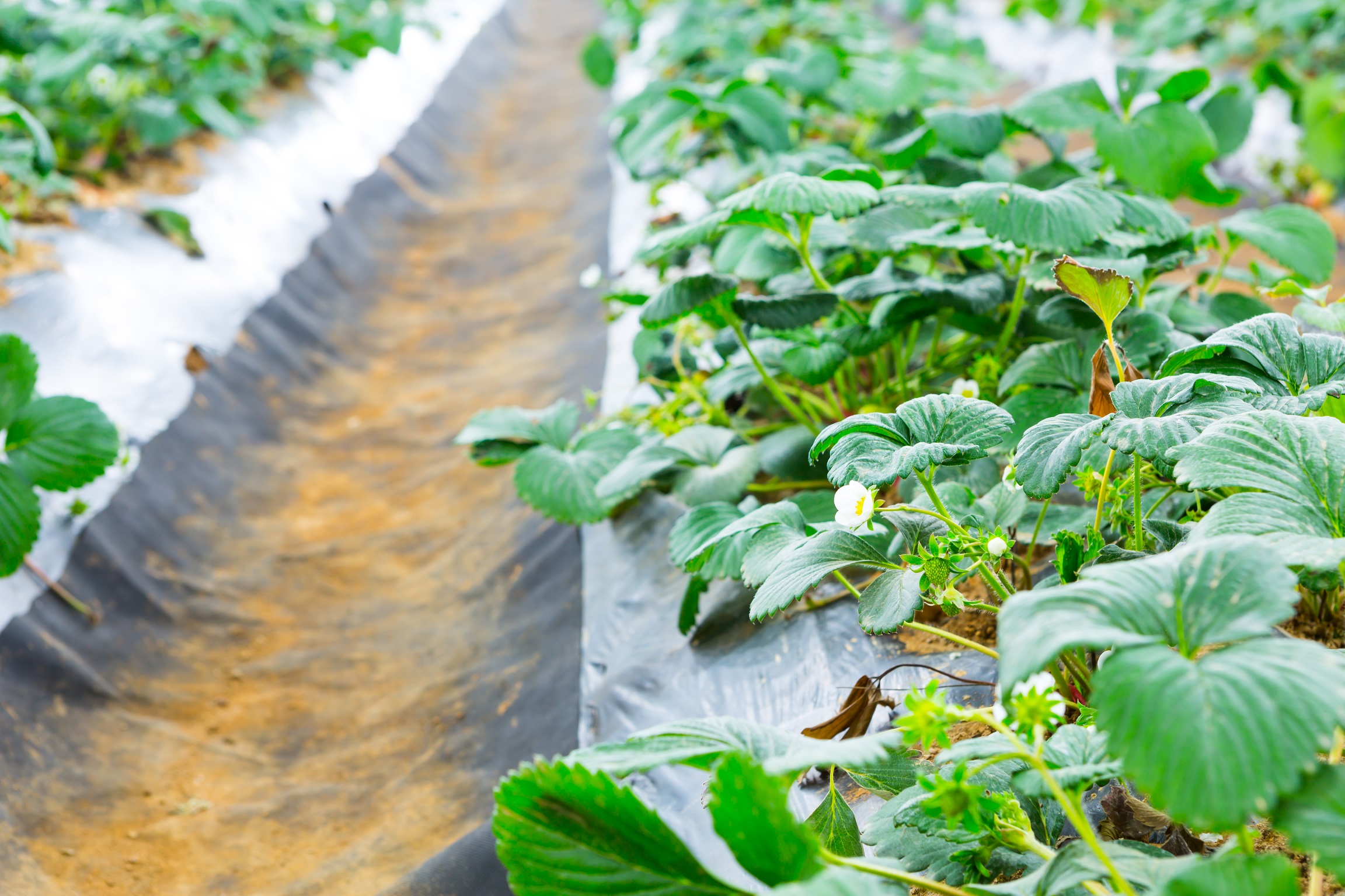 Revolutionizing Agriculture: The Rise of Hydroponic Farming