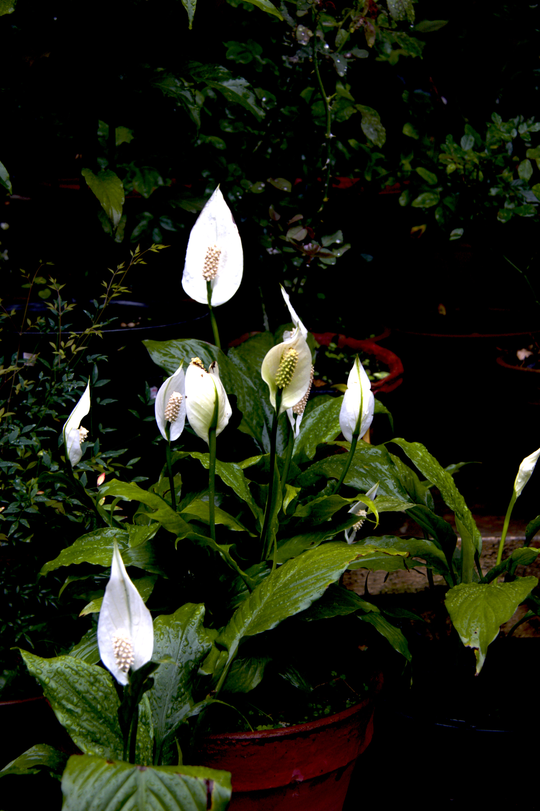 Rain Showers bring Flowers