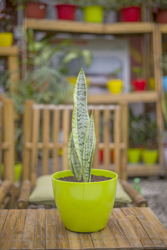 House Plants 101