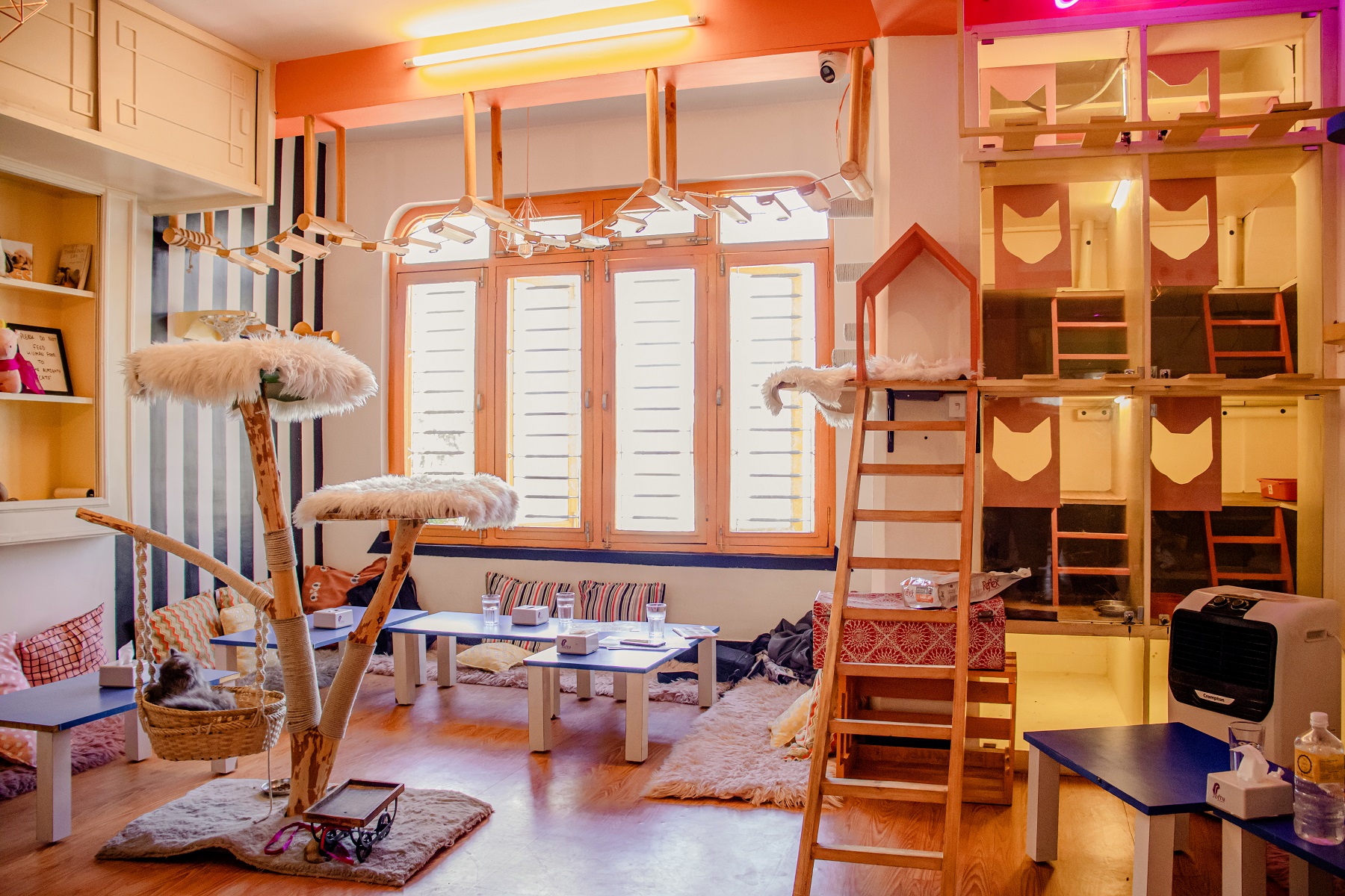 Purrfection at its finest: Nepal's Charming Cat Cafe!
