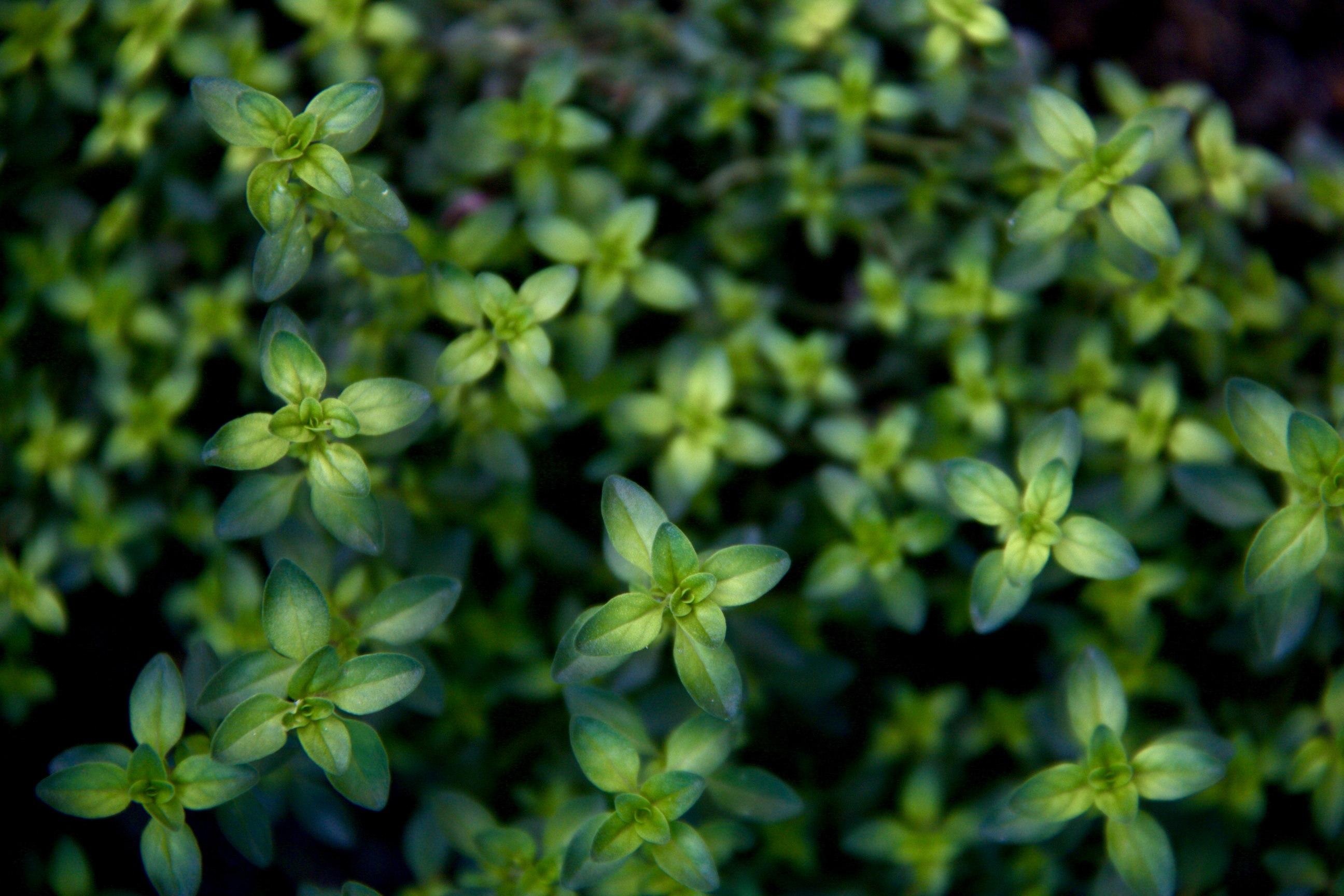 Herb Obsession