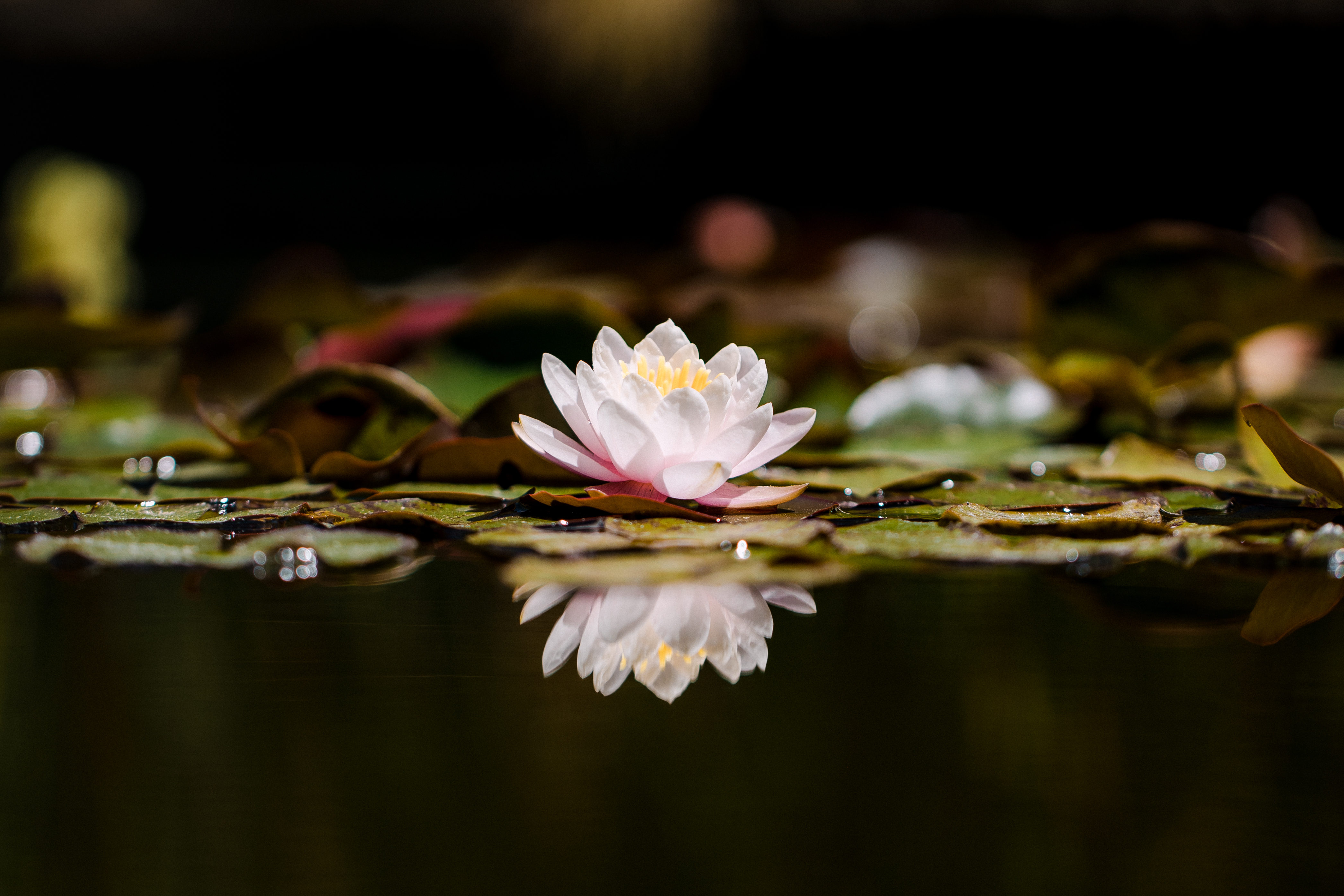 Nature’s Charm