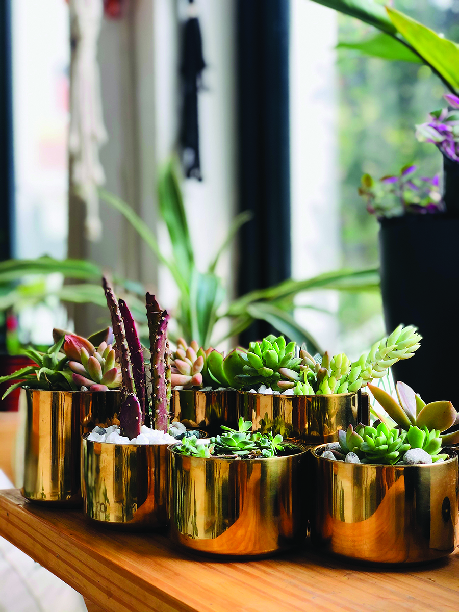 Taking Care of Indoor Plants