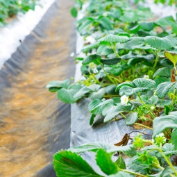 Revolutionizing Agriculture: The Rise of Hydroponic Farming