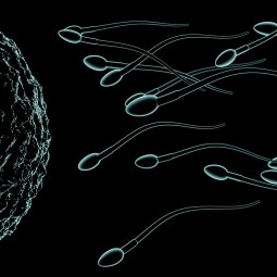 Infertility in Men