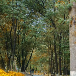 A GREEN SPACE In Bland Cities