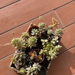 Succulently Yours…