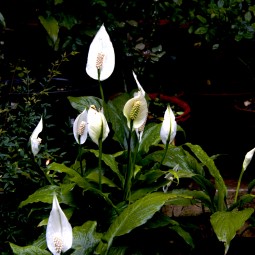 Rain Showers  bring Flowers