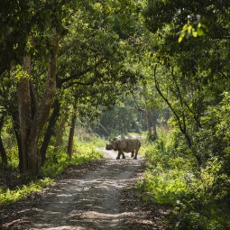 Nepal Wildlife Facts