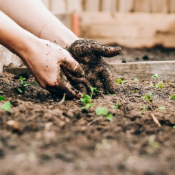 Safeguarding your garden