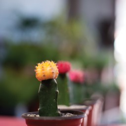 Cactus Decor