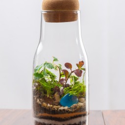 Plant in a Bottle