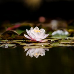 Nature’s Charm